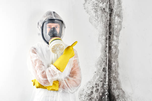 Trusted Oreana, IL Mold Inspection Experts